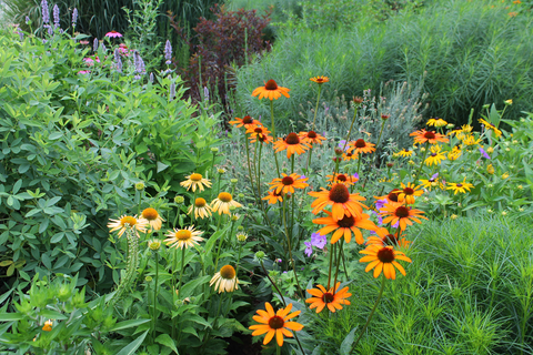 Native Plant Sale