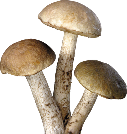 Hands-On Mushroom Workshop