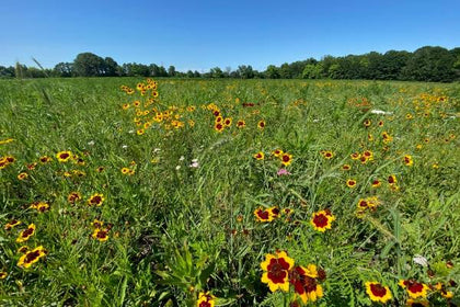 Pheasants Forever Michigan Seed Mixes