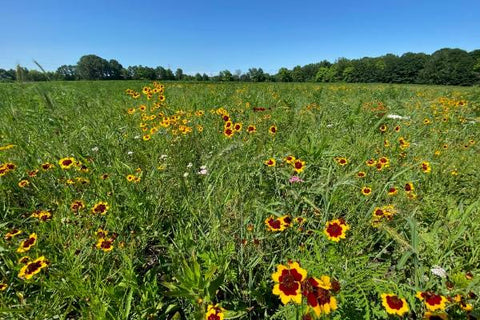 Pheasants Forever Michigan Seed Mixes