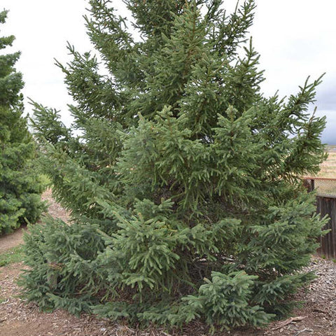 Black Hills Spruce* (Picea glauca var.densata)