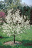 American Plum (Prunus americana)