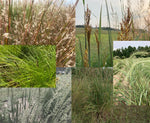 Grassland Garden Flat w/ Landscape Plan