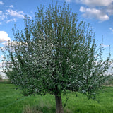 Wolf River Geneva Apple Tree