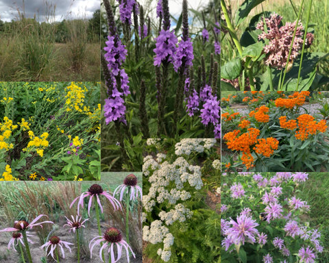 Monarch Garden Flat w/ Landscape Plan