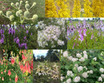 Pollinator Garden Flat w/ Landscape Plan