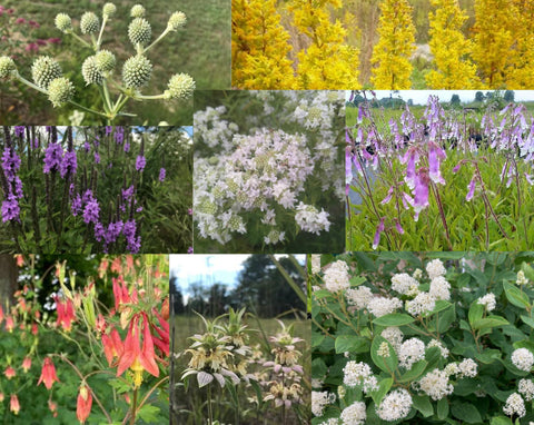 Pollinator Garden Flat w/ Landscape Plan