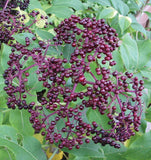 American Elderberry (Sambucus canadensis)