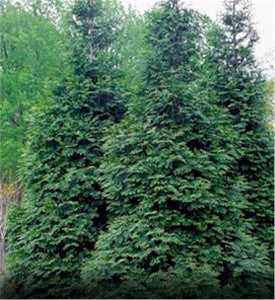 Emerald Green Arborvitae