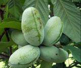 Pawpaw (Asimina triloba)