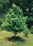 Pawpaw (Asimina triloba)