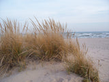 Beach Grass (Ammophila breviligulata)
