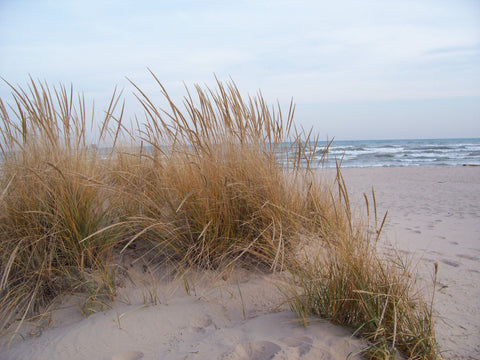 Beach Grass (Ammophila breviligulata)