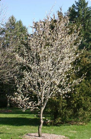 Downy Serviceberry (Amelanchier arborea)