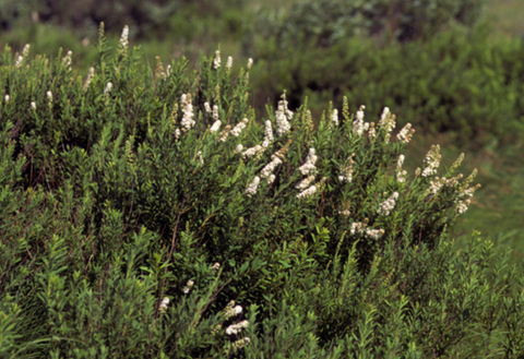 Meadowsweet Spirea (Spiraea alba)