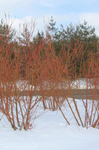 Red Osier Dogwood (Cornus stolonifera)