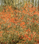 Winterberry (Ilex verticillata)